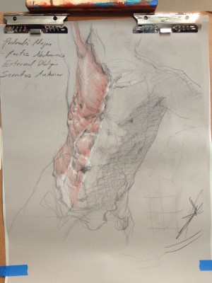 Ecorche drawing of the chest and stomach muscles of James. No one was flayed for this drawing.
